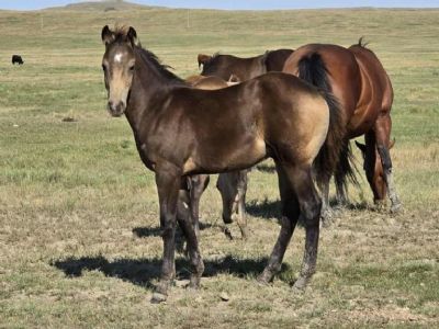 Bluestem Isengard JW<BR> AQHA PENDING